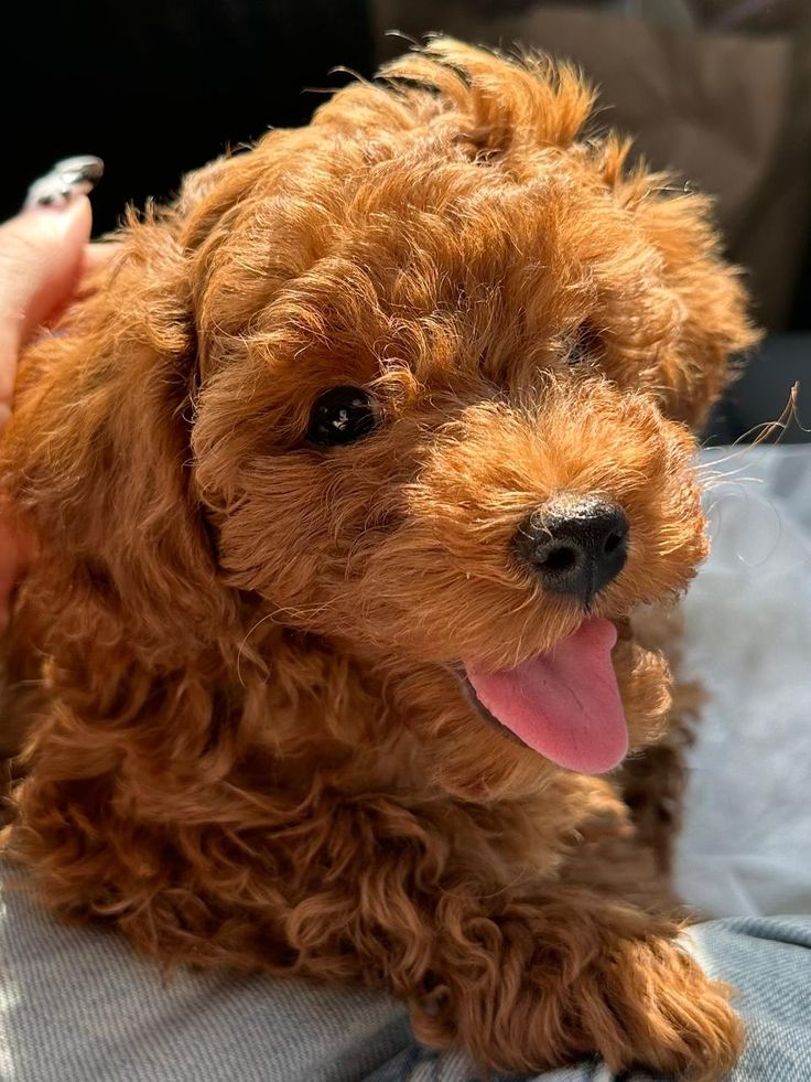 Adorabili cuccioli di Barboncino Toy.