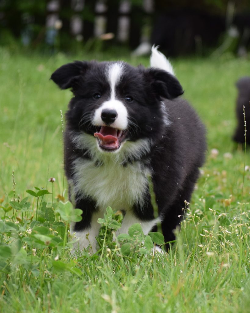 Cuccioli di Border Collie da linee da esposizione