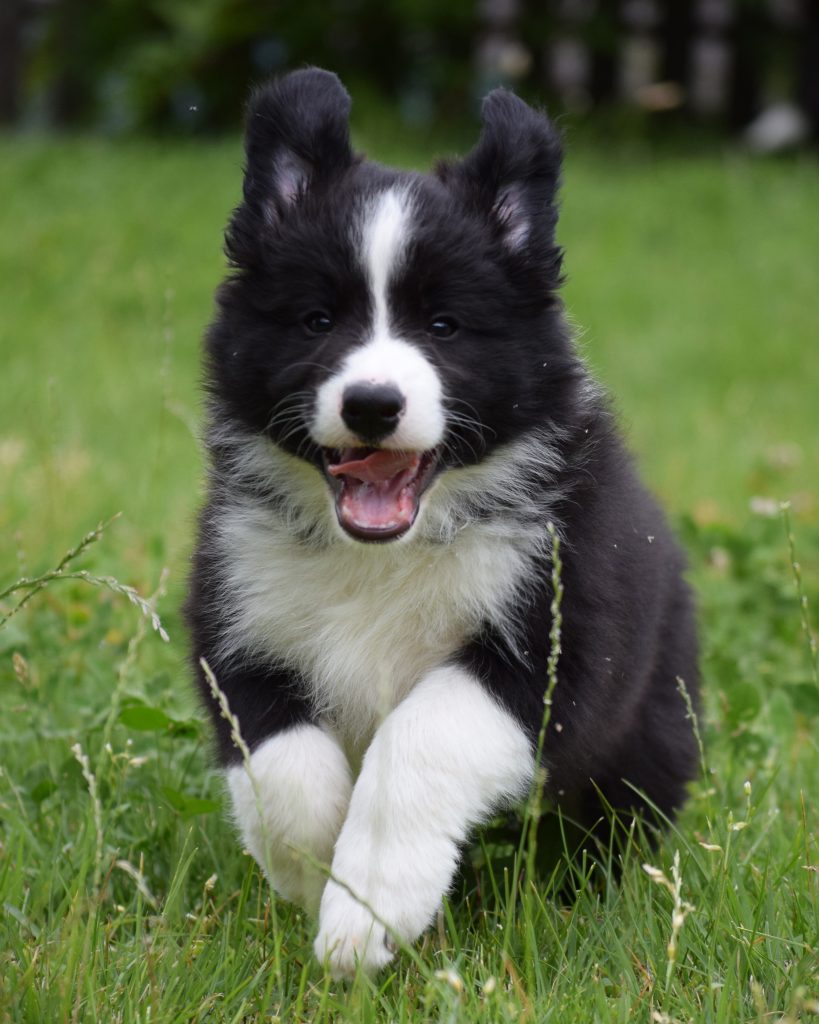 Cuccioli di Border Collie da linee da esposizione