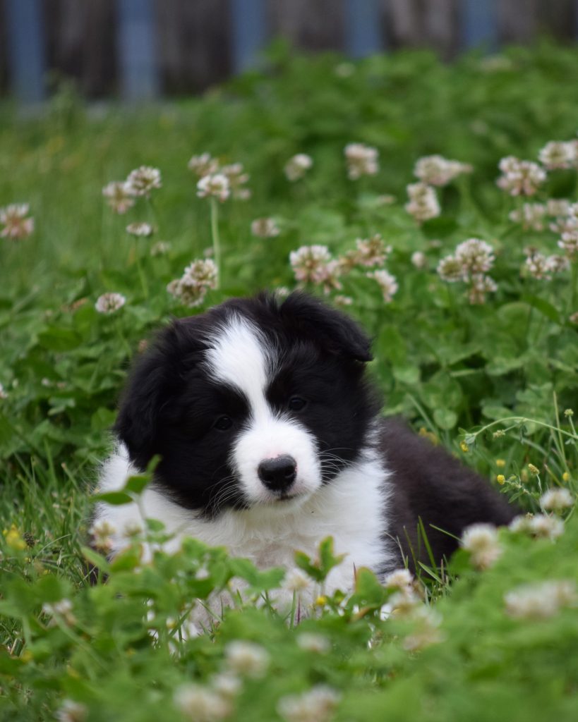 Cuccioli di Border Collie da linee da esposizione