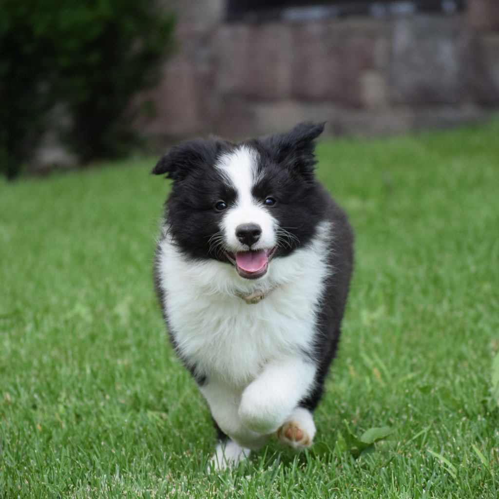 Cuccioli di Border Collie da linee da esposizione