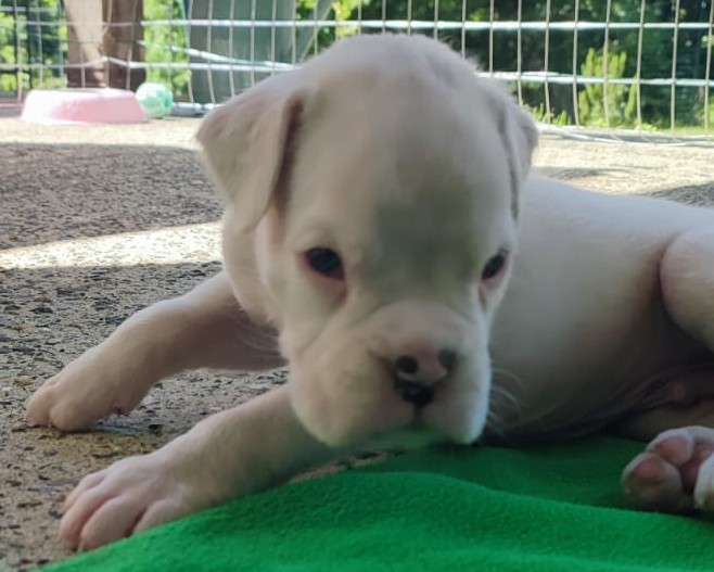 Cuccioli Boxer Disponibili