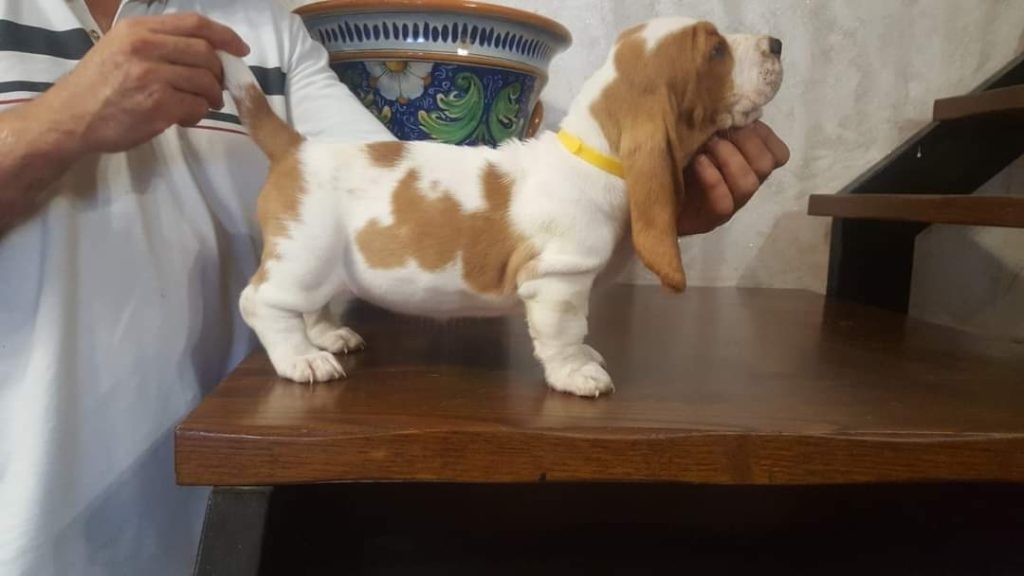 Cuccioli di Basset Hound