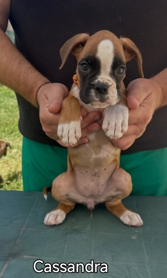 Cuccioli boxer da Riproduzione Selezionata