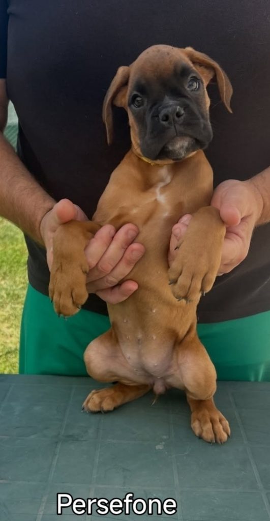 Cuccioli boxer da Riproduzione Selezionata