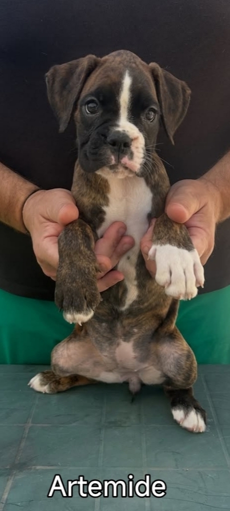 Cuccioli boxer da Riproduzione Selezionata