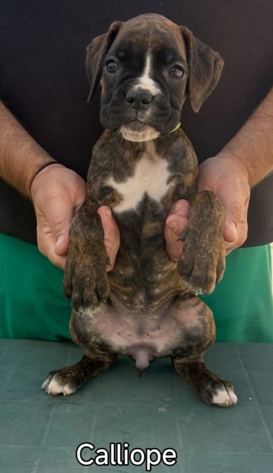 Cuccioli boxer da Riproduzione Selezionata