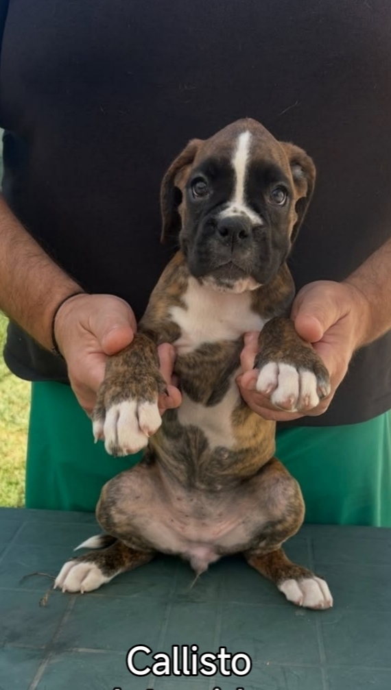 Cuccioli boxer da Riproduzione Selezionata