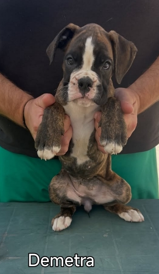 Cuccioli boxer da Riproduzione Selezionata