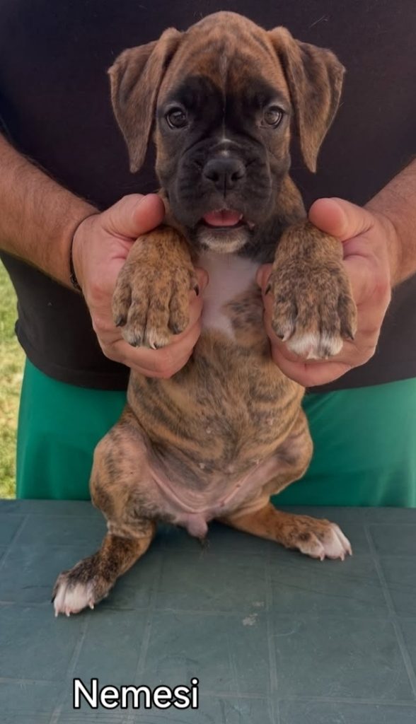 Cuccioli boxer da Riproduzione Selezionata