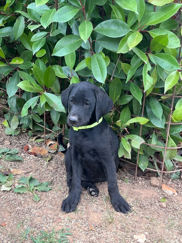 Working Labrador Retriever