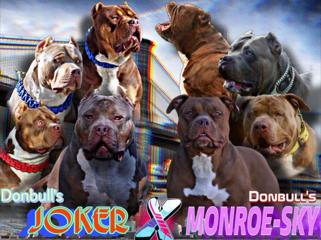 Cucciole di American Bully XL.