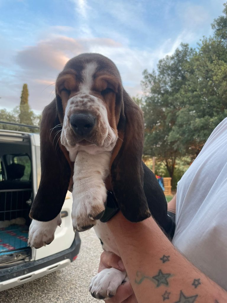 Cuccioli di Basset Hound