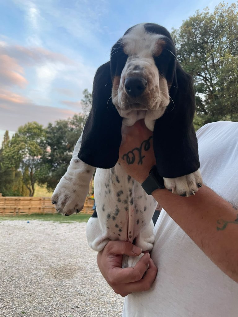 Cuccioli di Basset Hound