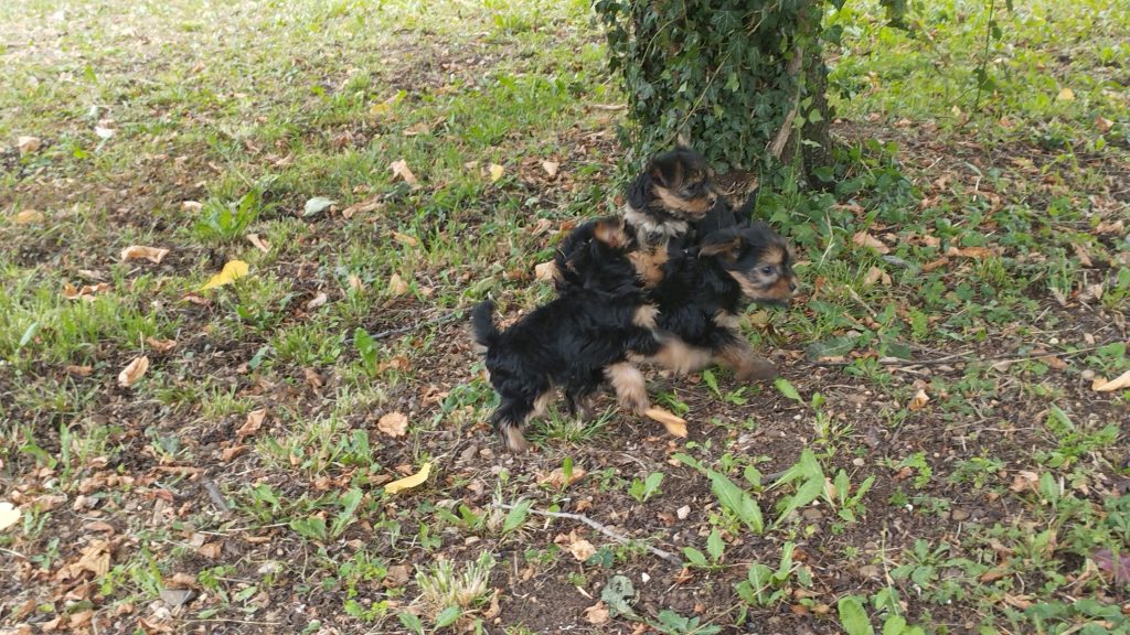 Cuccioli di Yorkshire terrier disponibili