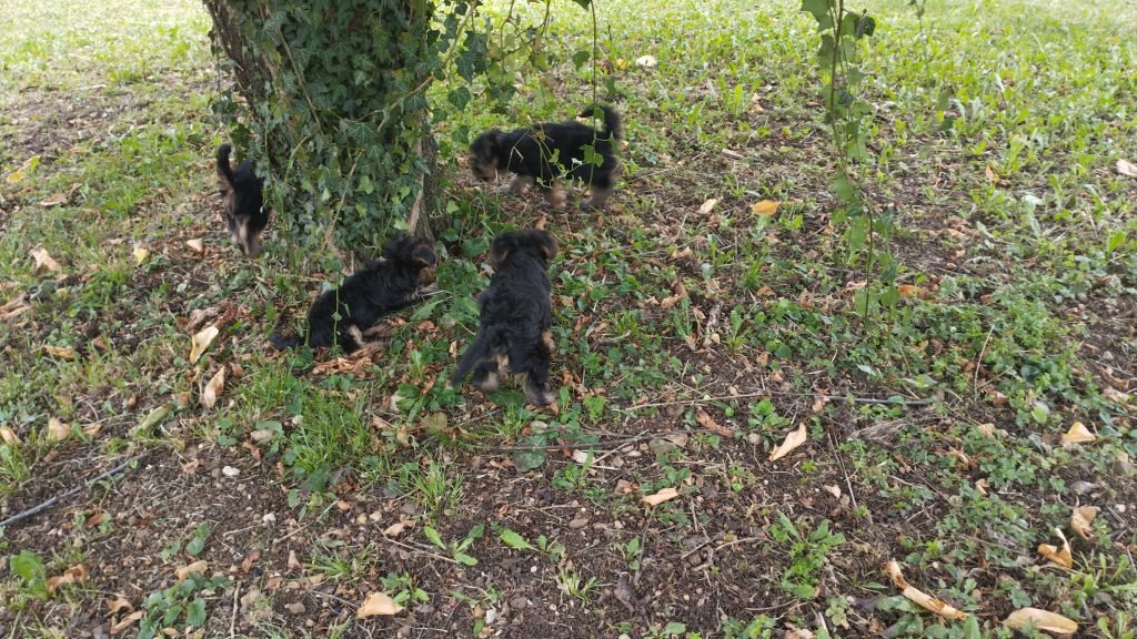 Cuccioli di Yorkshire terrier disponibili