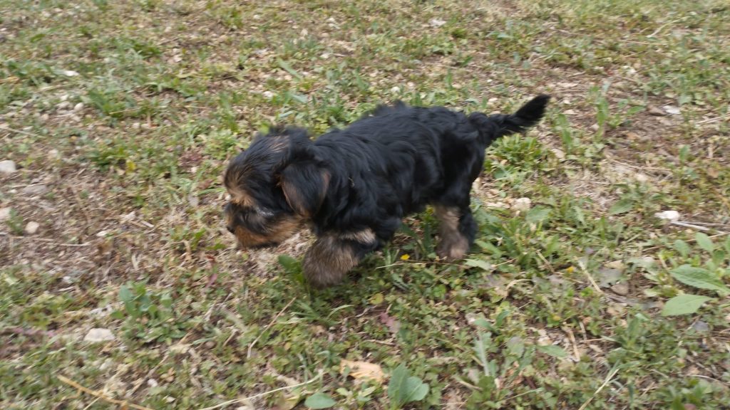 Cuccioli di Yorkshire terrier disponibili