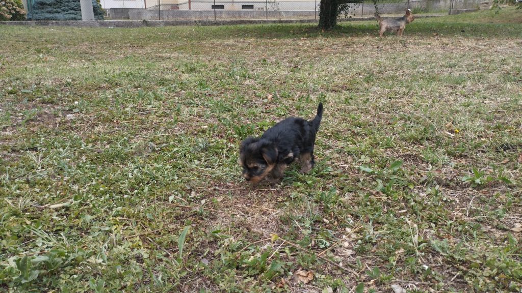 Cuccioli di Yorkshire terrier disponibili