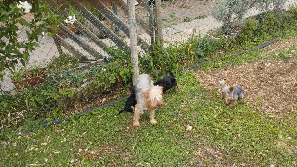 Cuccioli di Yorkshire terrier disponibili