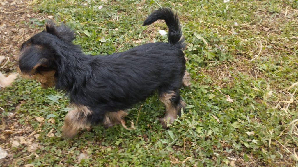 Cuccioli di Yorkshire terrier disponibili