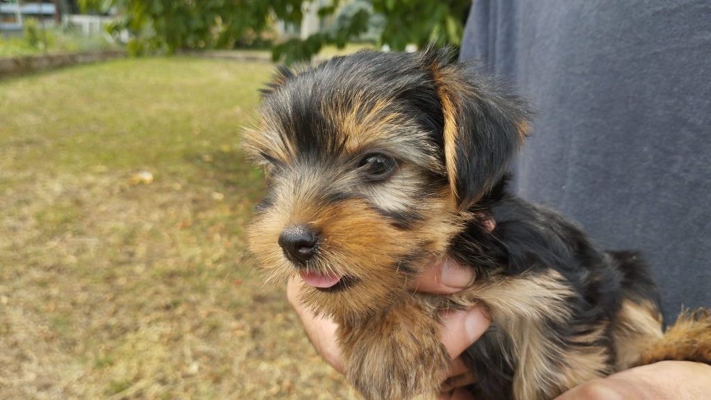 Cuccioli di Yorkshire terrier disponibili