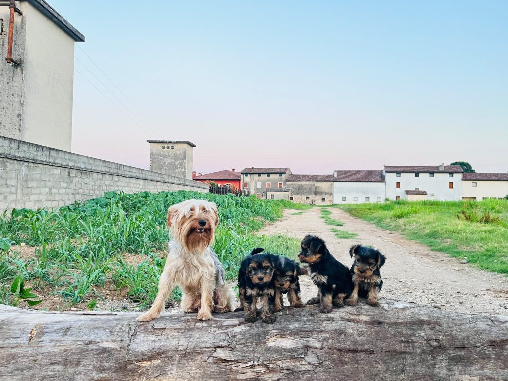 Cuccioli di Yorkshire terrier disponibili