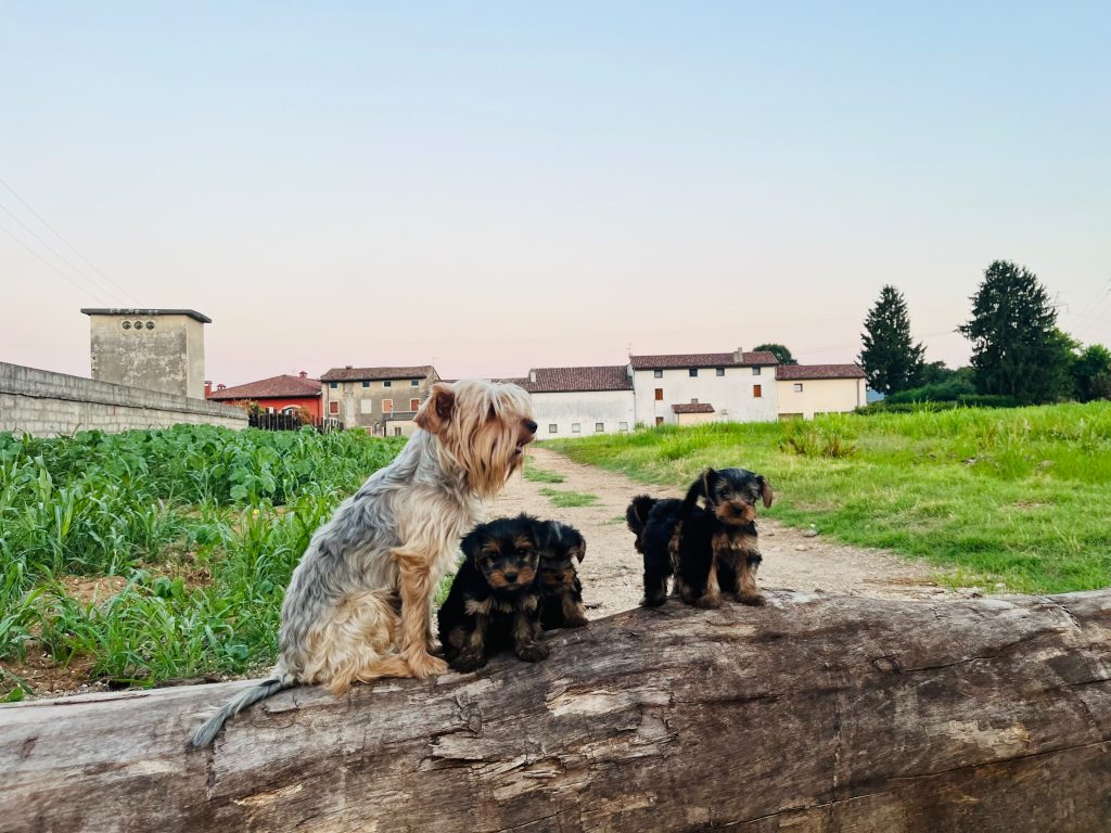 Cuccioli di Yorkshire terrier disponibili