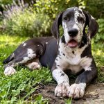 il tuo alano Ora! paghi con comodo