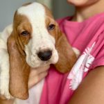 il tuo bassethound ora! Paghi co comodo