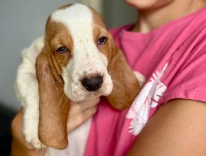 il tuo bassethound ora! Paghi co comodo