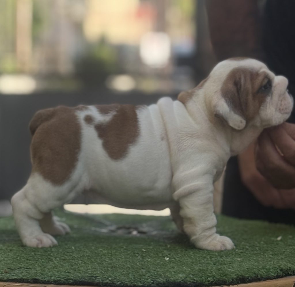 Cucciola Bulldog Inglese