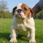 Cucciola Bulldog Inglese