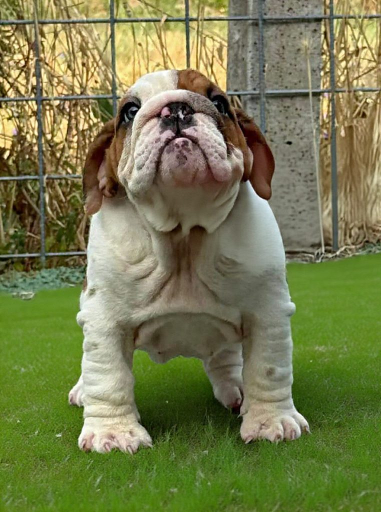 Cucciola Bulldog Inglese