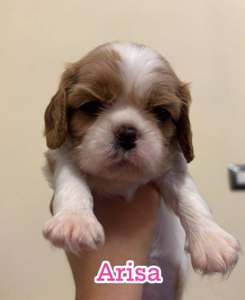 Disponibili cuccioli di Cavalier King Charles Spaniel  Blenheim