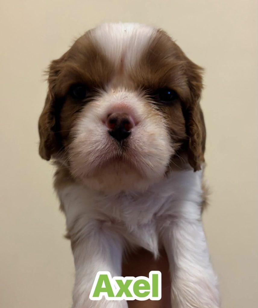 Disponibili cuccioli di Cavalier King Charles Spaniel  Blenheim