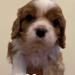Disponibili cuccioli di Cavalier King Charles Spaniel  Blenheim