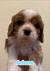 Disponibili cuccioli di Cavalier King Charles Spaniel  Blenheim