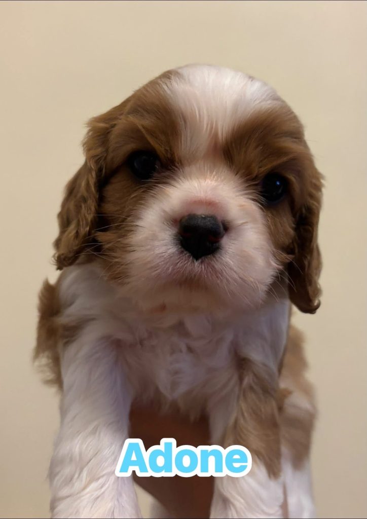Disponibili cuccioli di Cavalier King Charles Spaniel  Blenheim