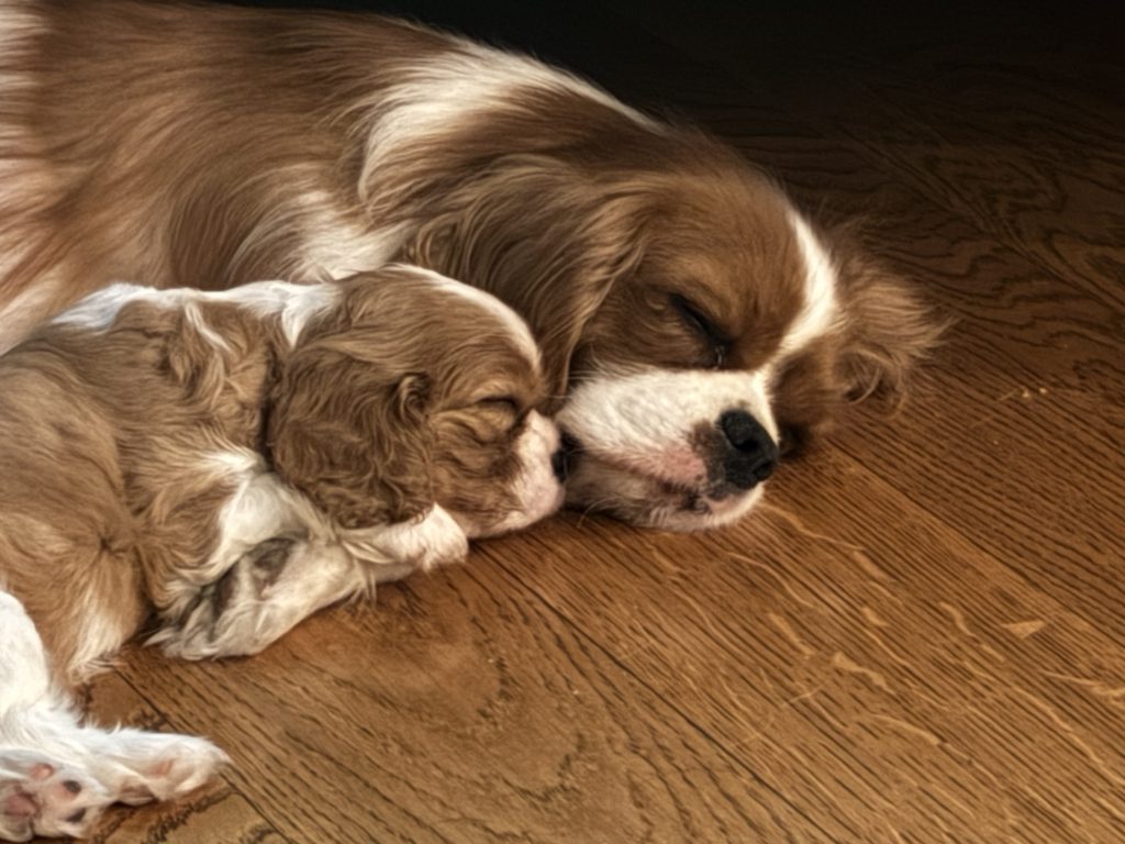 Disponibili cuccioli di Cavalier King Charles Spaniel  Blenheim