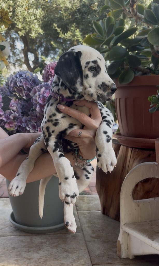 Cuccioli di Dalmata con Pedegree ENCI