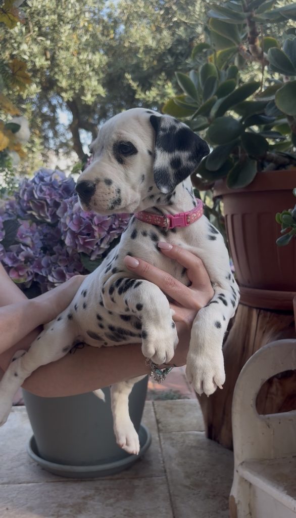 Cuccioli di Dalmata con Pedegree ENCI