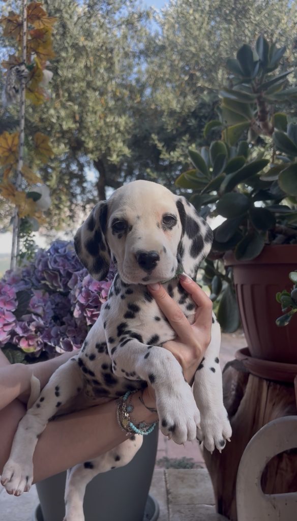 Cuccioli di Dalmata con Pedegree ENCI