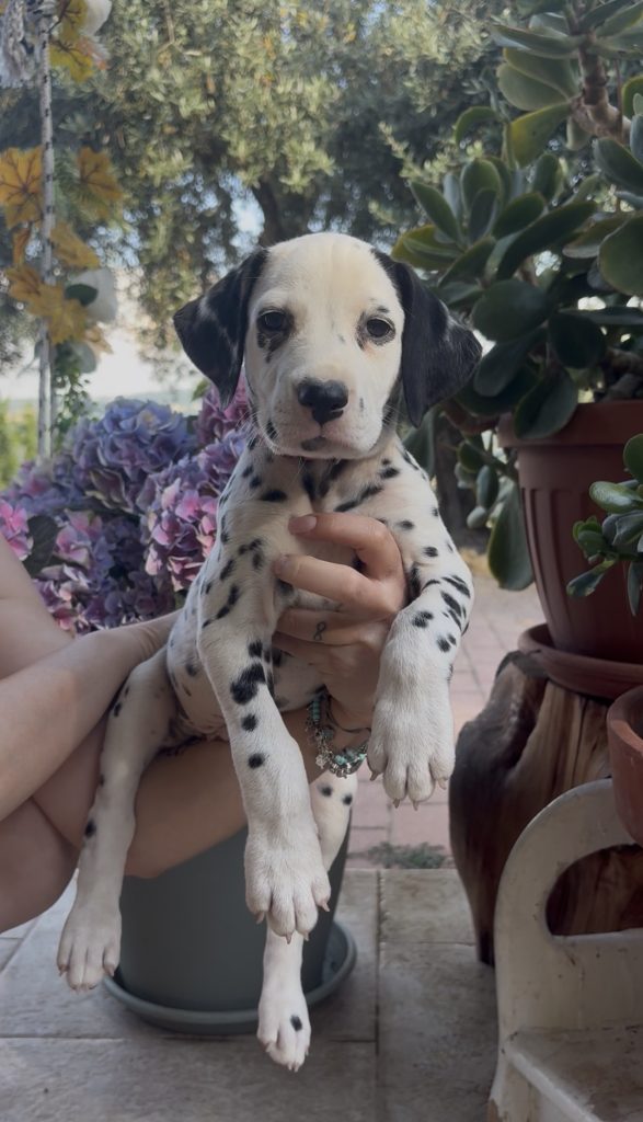 Cuccioli di Dalmata con Pedegree ENCI