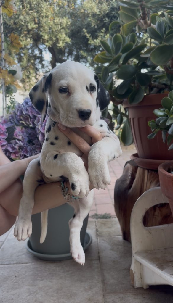 Cuccioli di Dalmata con Pedegree ENCI