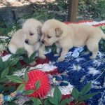 PICCOLI GOLDEN 100% AMERICANI NATI 03/06/26
