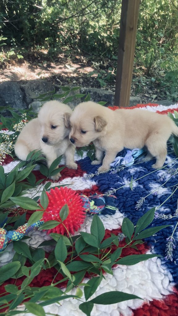 PICCOLI GOLDEN 100% AMERICANI NATI 03/06/26