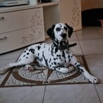 Cuccioli di Dalmata con Pedegree ENCI