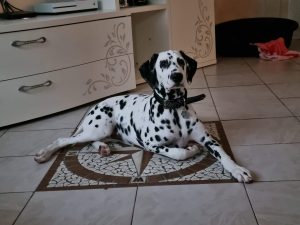 Cuccioli di Dalmata con Pedegree ENCI