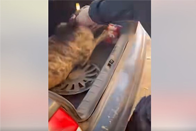 Madrid, cane intrappolato nelle fiamme salvato dalla Guardia Civil