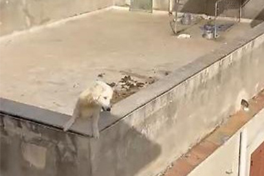 Muoiono quattro cuccioli lasciati sotto il sole senza né acqua né cibo: denunciato il proprietario